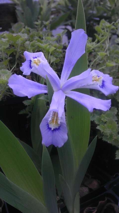 Iris cristata 'Powder Blue Giant'