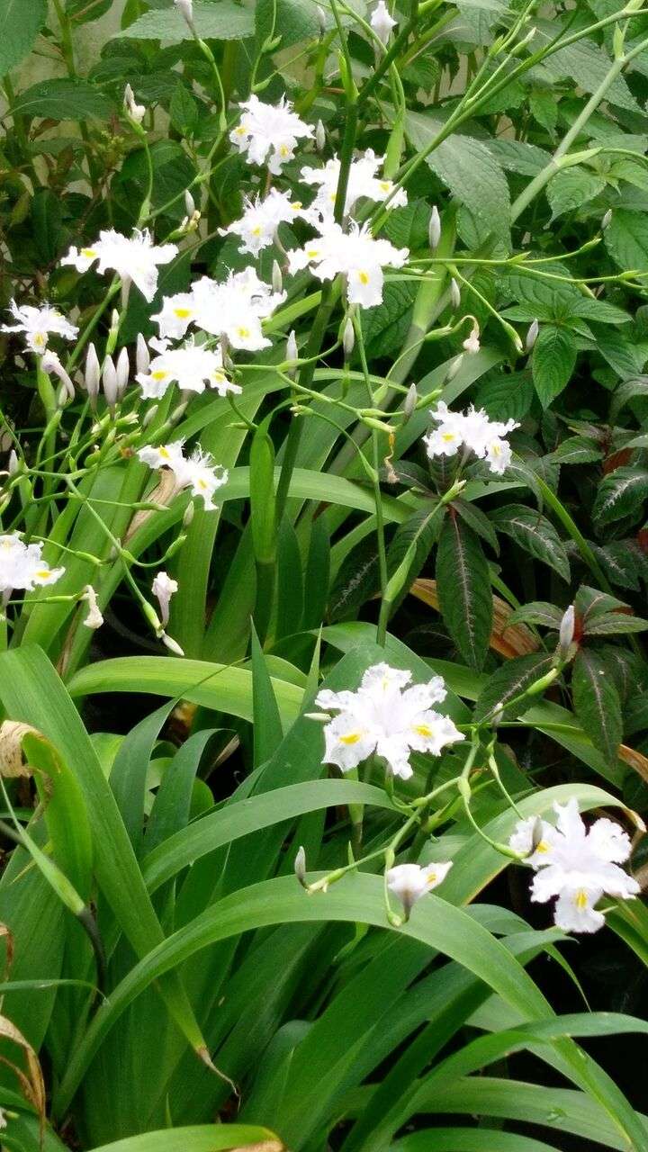 Iris x 'Nada'