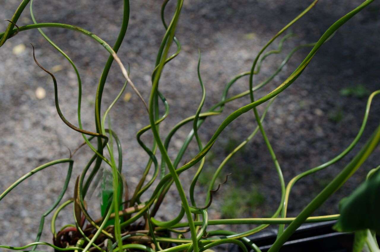 Juncus effusus 'Lemon Swirl'