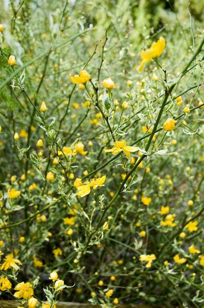 cat's eye flower seeds Kerria 'Cat's Eye' ™ PP21975