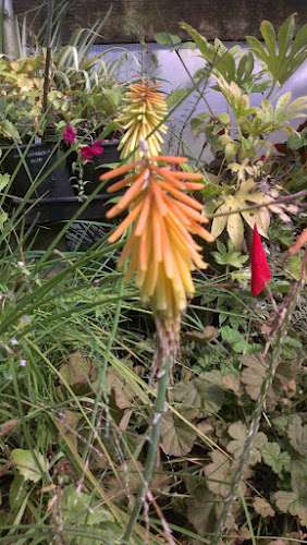 Kniphofia 'Little Elf'