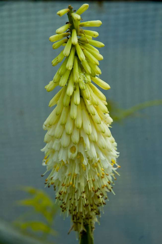 Kniphofia citrina 'Lime Select'