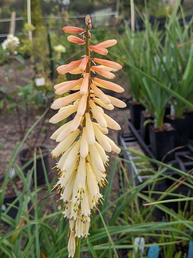 Kniphofia 'Toffee Nosed'