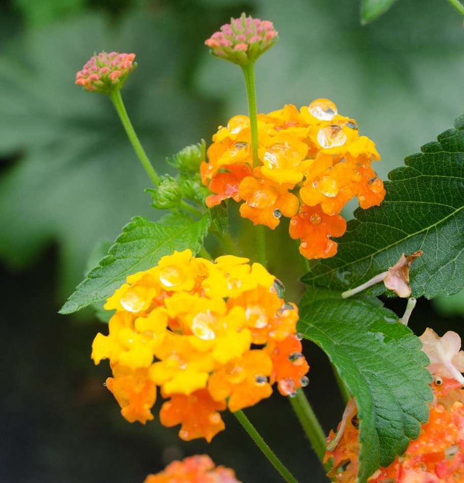 Lantana camara 'Miss Huff'