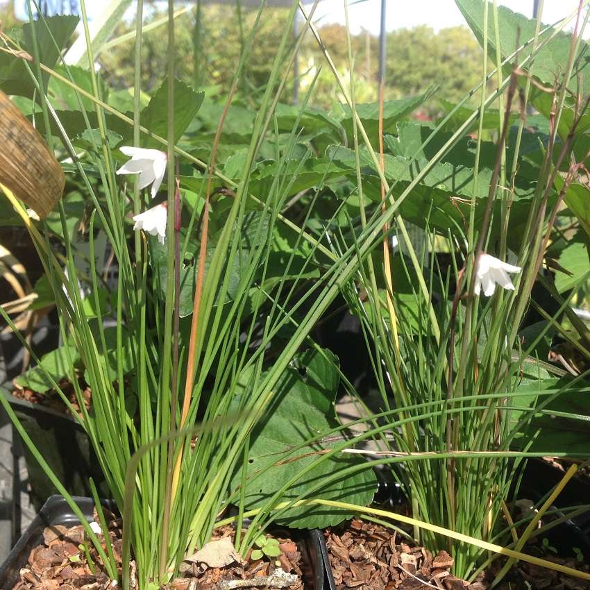 Leucojum autumnale