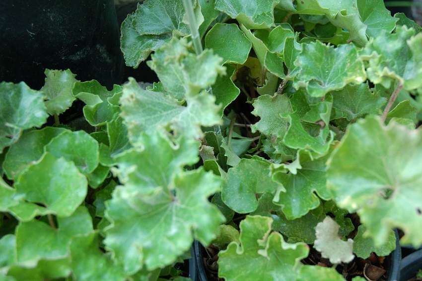 Farfugium japonicum 'Crispatum'