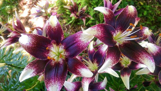 Lilium 'Netty's Pride'