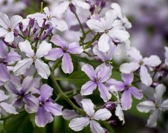 Lunaria rediviva