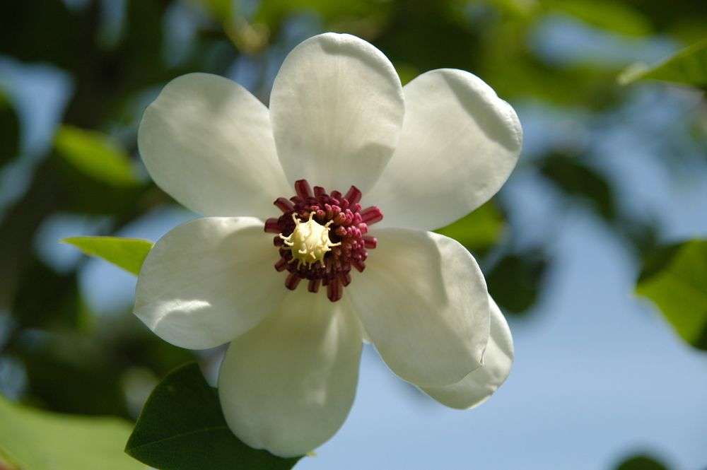 Magnolia sieboldii