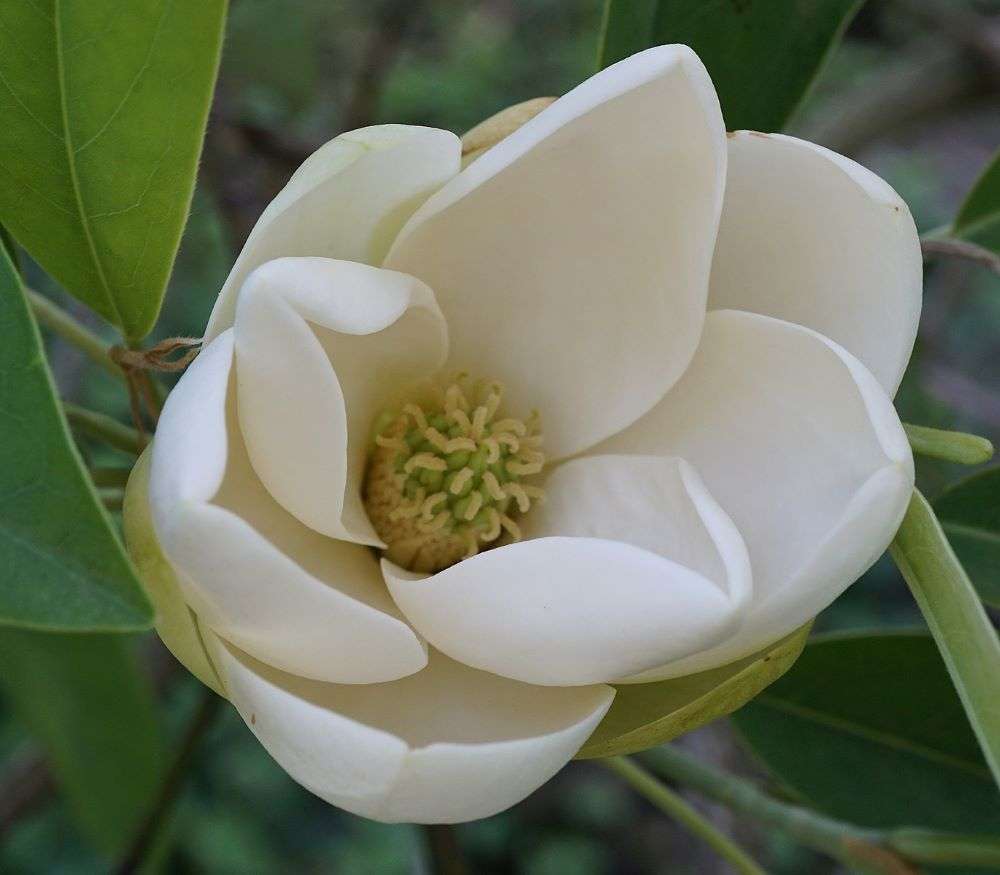 Magnolia virginiana