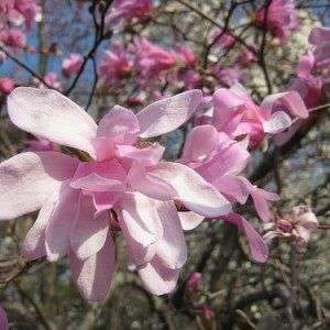 Magnolia x loebneri 'Leonard Messel'