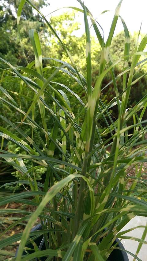 Miscanthus sinensis 'Little Nicky'