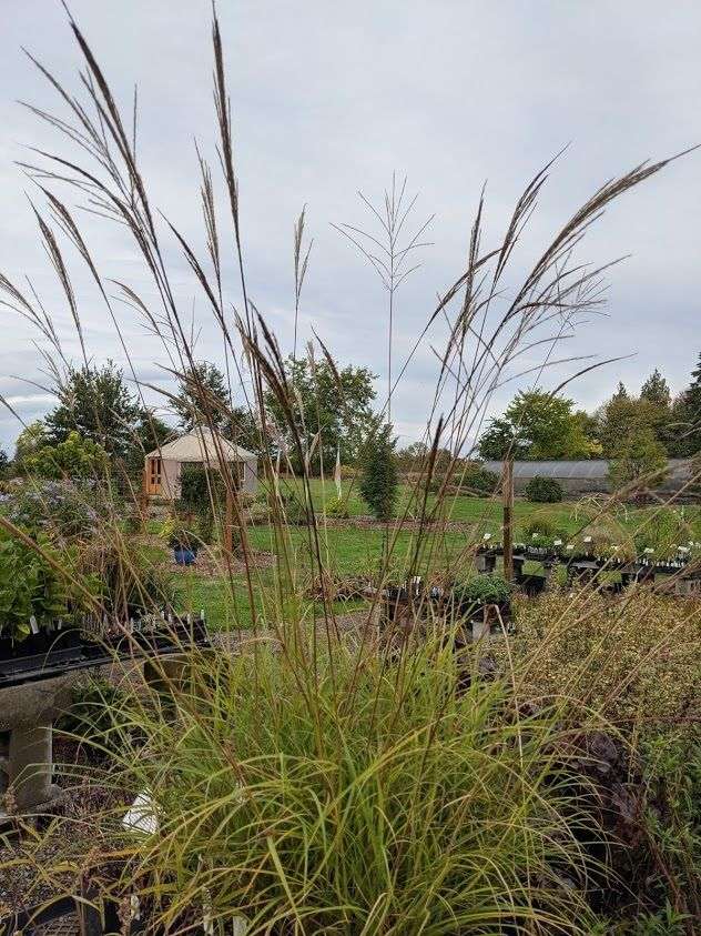 Miscanthus transmorrisonensis