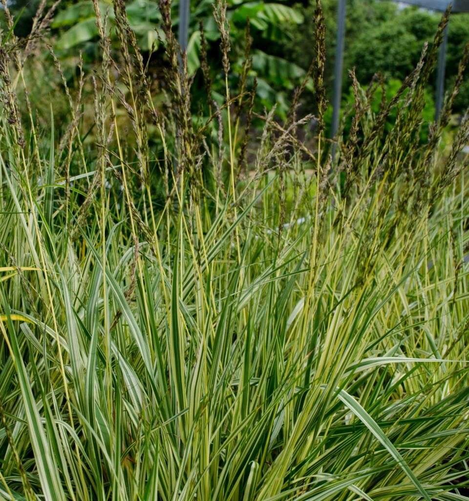 Molinia caerulea 'Variegata'