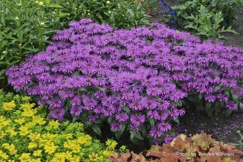 monarda didyma balmy purple perennial plant 6 x 9cm pots Monarda didyma 'Leading Lady Plum' PP26447 – Secret Garden Growers