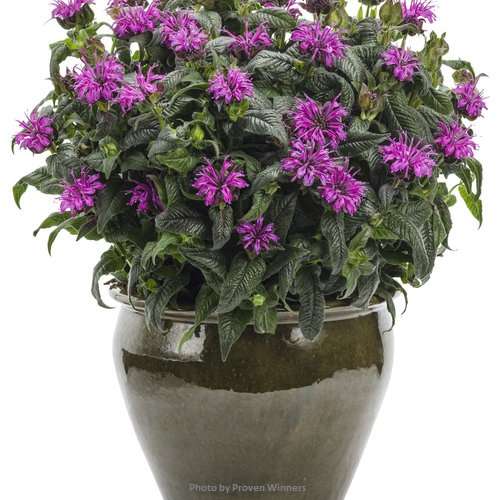 Monarda didyma 'Leading Lady Plum' PP26447