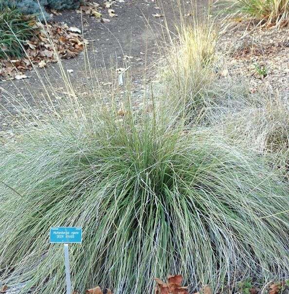 Muhlenbergia rigens