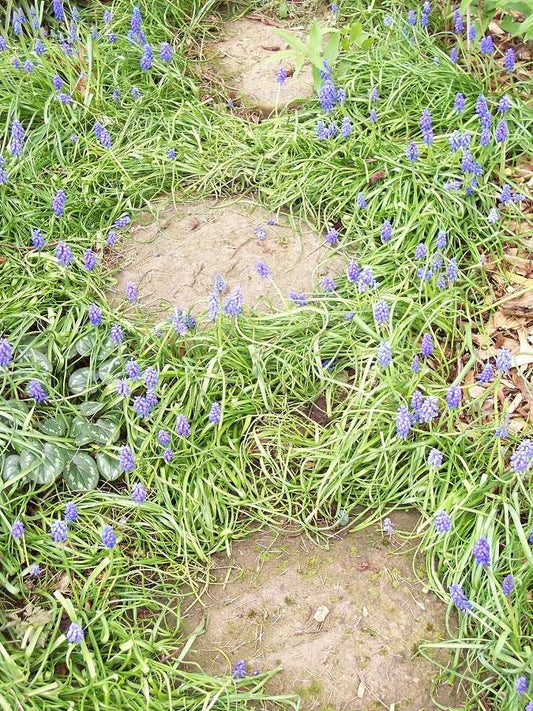 Muscari armeniacum 'Alida'