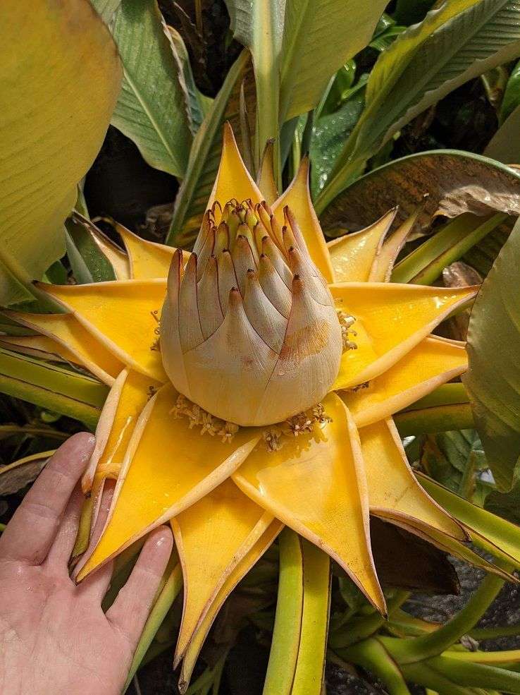 Musella lasiocarpa