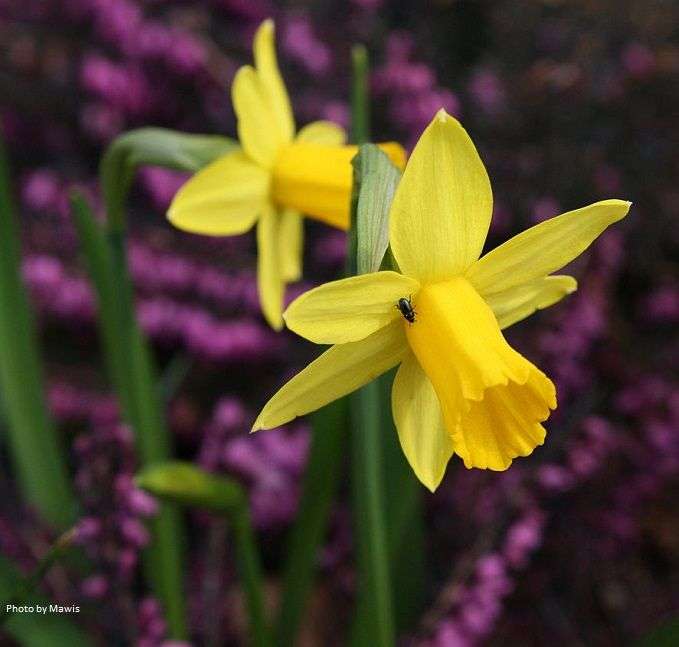 Narcissus 'Tête-à-tête'