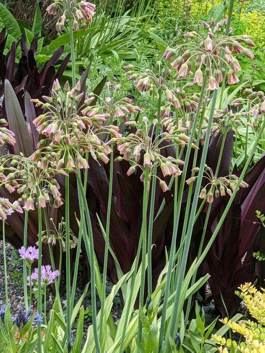 Nectaroscordum siculum ssp. bulgaricum