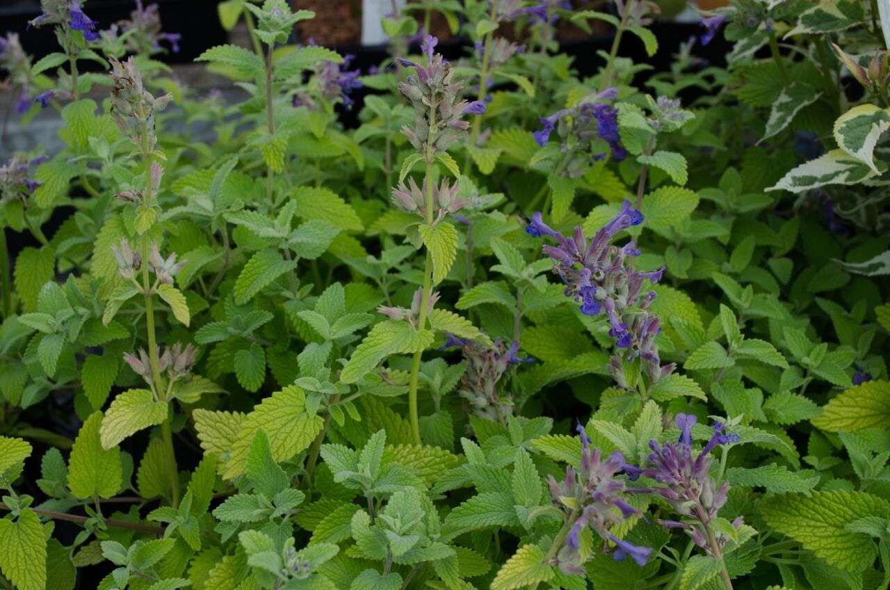 Nepeta x faassenii 'Limelight'