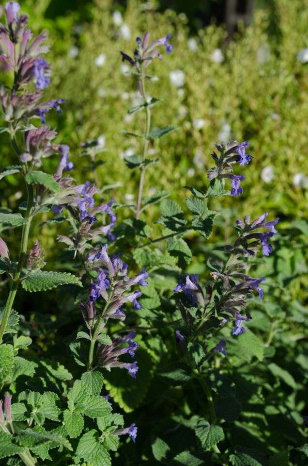 Nepeta x faassenii