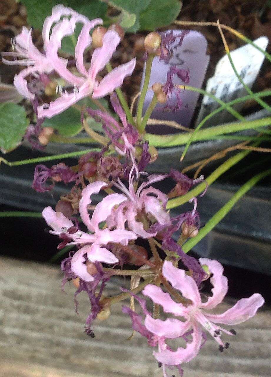 Nerine filifolia