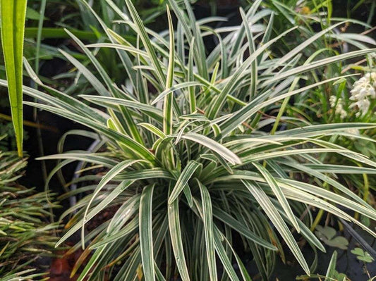 Ophiopogon japonicus 'Pamela Harper'
