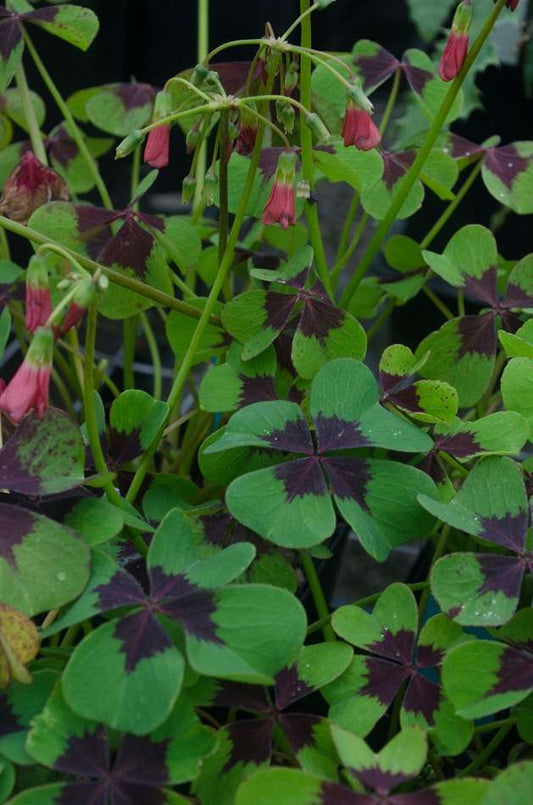 Oxalis tetraphylla 'Iron Cross'
