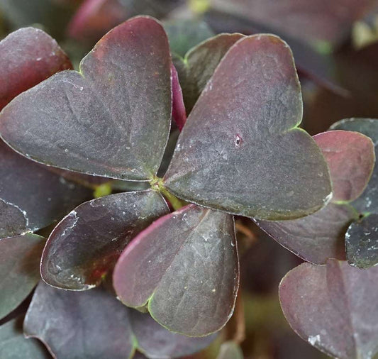 Oxalis triangularis 'Mijke'