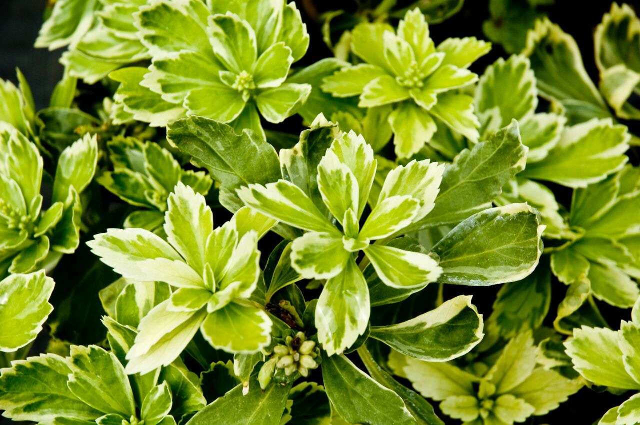 Pachysandra terminalis 'Silver Edge'