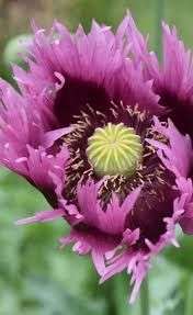 Papaver hybrida 'Jimi's Purple Haze'