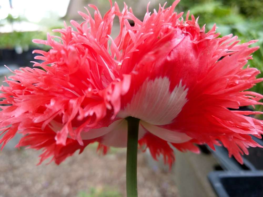Papaver somniferum (Laciniatum Group) 'Afghan Pink Bicolor'