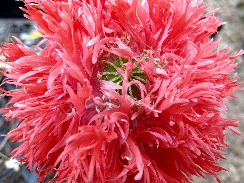 Papaver somniferum (Laciniatum Group) 'Afghan Pink Bicolor'