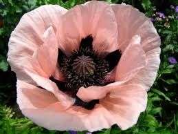 Papaver orientale 'Princess Victoria Louise'