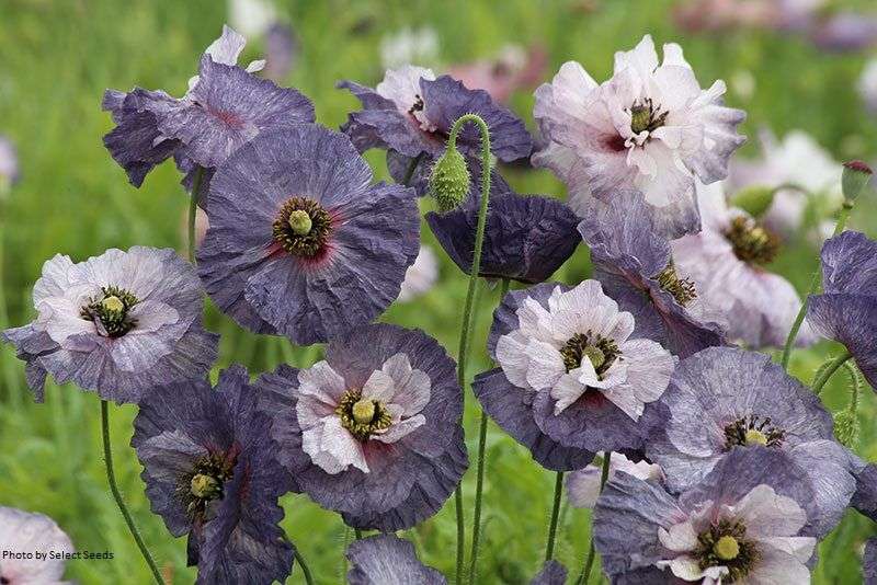 Papaver rhoeas 'Amazing Grey'