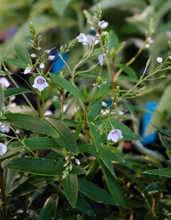 Parahebe linifolia