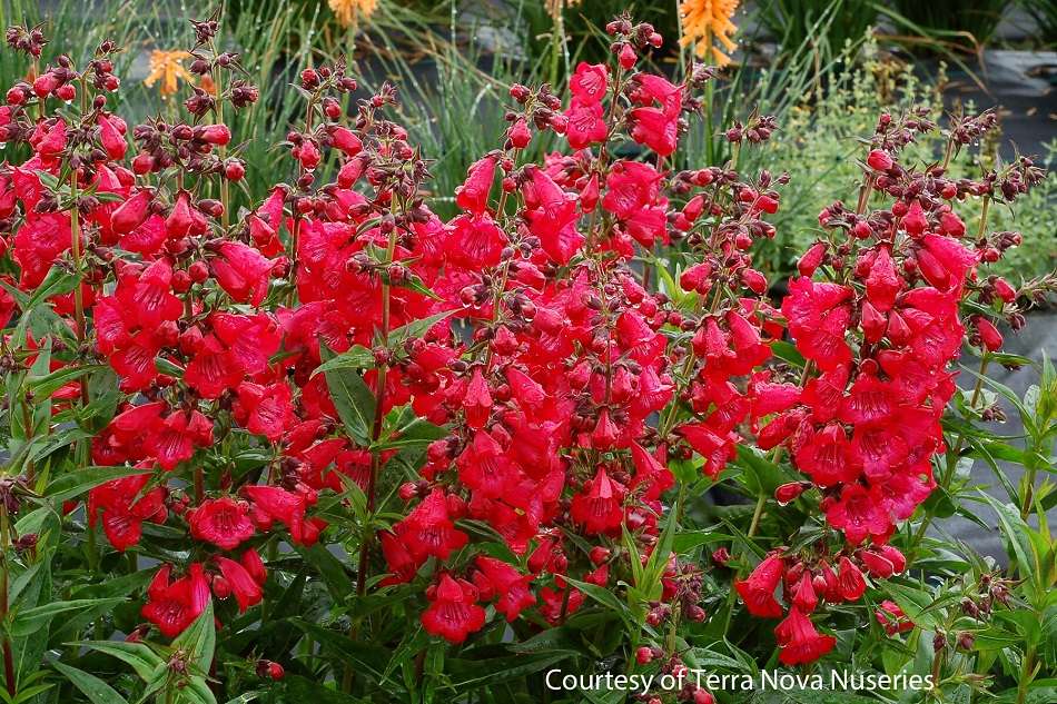 Penstemon Cha Cha Cherry