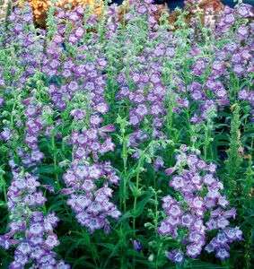 Penstemon Cha Cha Lavender