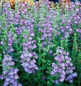 Penstemon 'Cha Cha Lavender'