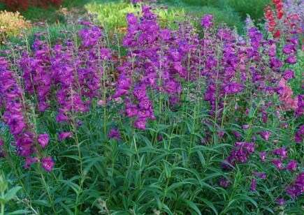 Penstemon 'Cha Cha Purple'