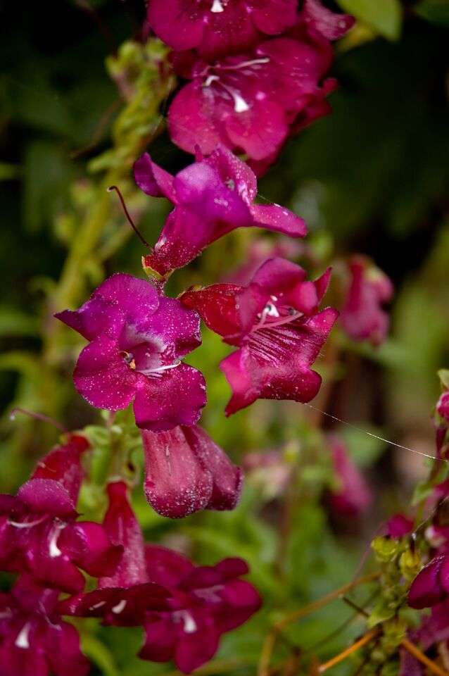 Penstemon 'Sour Grapes'
