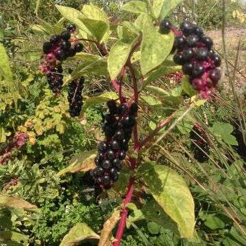 Phytolacca americana 'Silberstein'