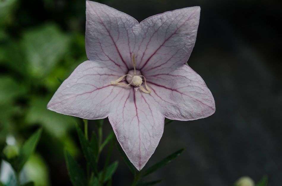 Platycodon grandiflorus 'Sissy Pink'