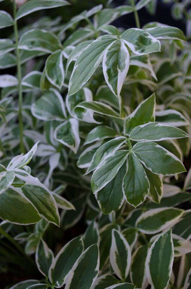 Polemonium reptans 'Touch of Class'