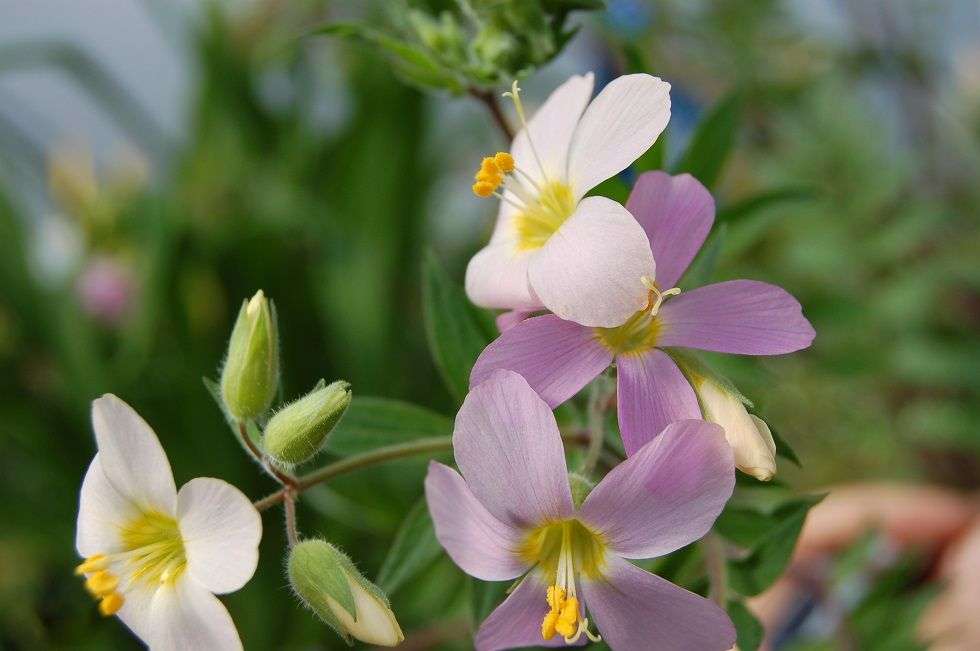 Polemonium carneum 'Apricot Delight'