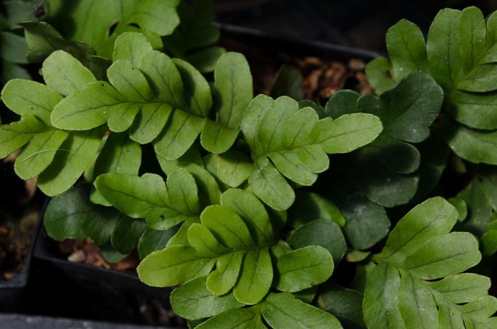 Polypodium scouleri