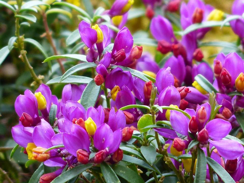 Polygala chamaebuxus Kamniski