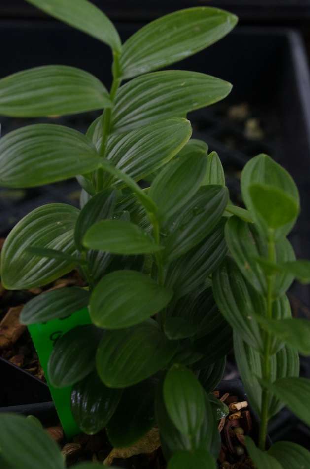 Polygonatum humile